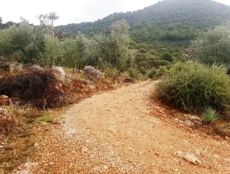 Wildblumen Zum Verkauf An Schnäppchen Göcek Inlice