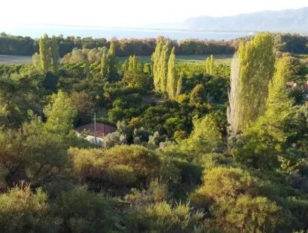 Garten Zum Verkauf In Köyceğiz Dorf