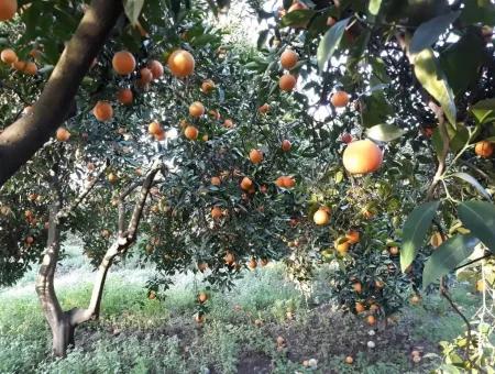 Garten Zum Verkauf In Köyceğiz Dorf