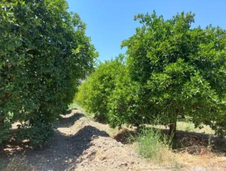 Muğla, Ortaca, Okçular Da, 1015, 69 M2, Freistehendes Grundstück Steht Zum Verkauf.