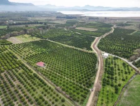 3 1 Dorfhaus Zum Verkauf In 17.000 M2 Orange Garden In Köyceğiz Toparlar