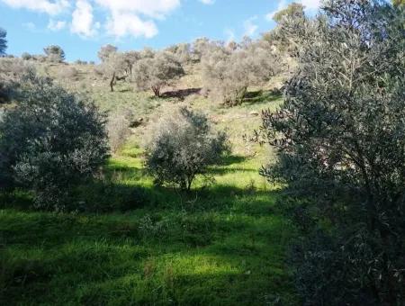 Mugla Ortaca Gokbel Schnäppchen Olivenhain Zum Verkauf