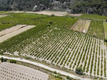 13 500 M2 Feld Zum Verkauf In Ortaca Mergenli