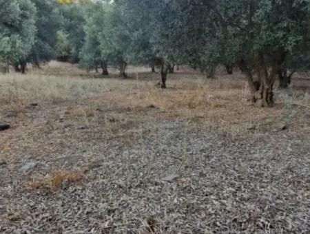 Muğla Köyceğiz Çandır Mah.4 250 M² Olivenhain Zum Verkauf