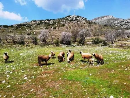 Marmaris-Bozburun Zum Verkauf In Den Entsprechenden Bereich Der Investitionen