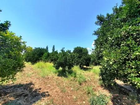 Dorf Haus Zum Verkauf In Koycegiz Dalyan Dorf