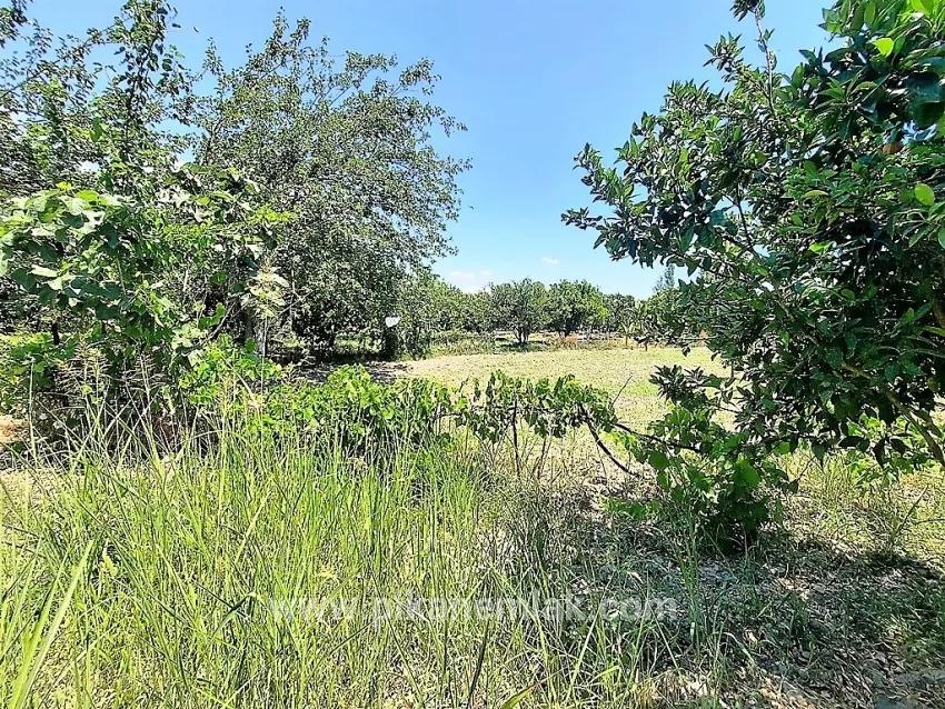 Feld Zu Verkaufen in Toparlar Bz. Köyceğiz - Feld-Zonierung - 2.650 m²