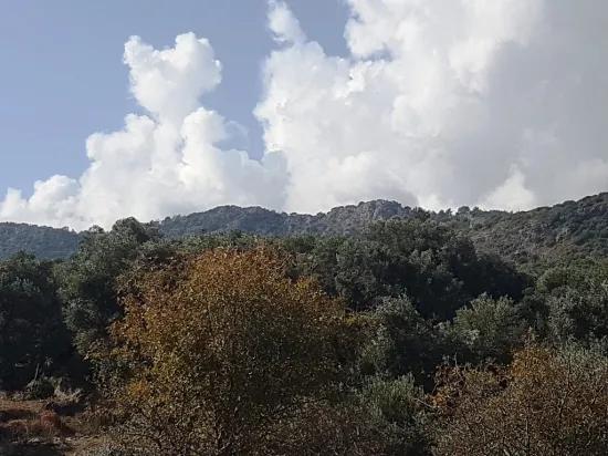 In Ortaca Fevziye Teilweise Meerblick 7.600 M2 Günstiges Grundstück Mit Olivenbäumen Zu Verkaufen