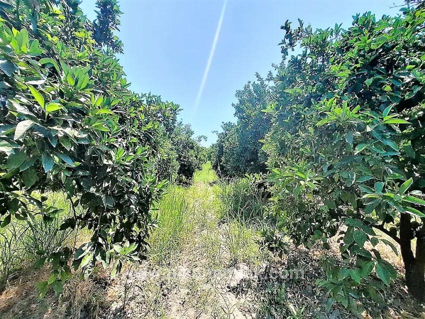 Field For Sale in Toparlar Nbh. Köyceğiz - Field Zoned - 2.650 m²