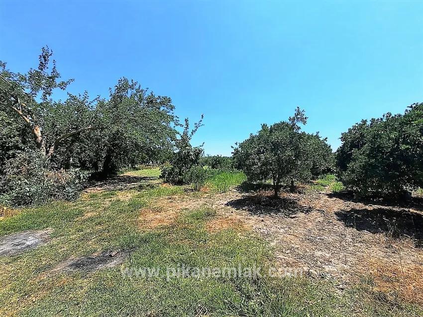 Field For Sale in Toparlar Nbh. Köyceğiz - Field Zoned - 2.650 m²