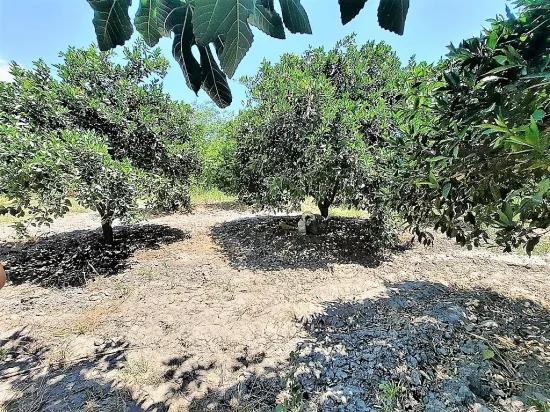In Köyceğiz, Near Göle, Detached Titled 2.650 M2 Citrus Garden For Sale, Or Exchange Possible.
