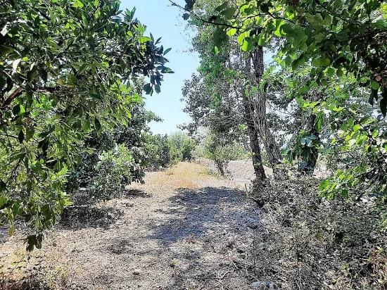 In Köyceğiz, Near Göle, Detached Titled 2.650 M2 Citrus Garden For Sale, Or Exchange Possible.