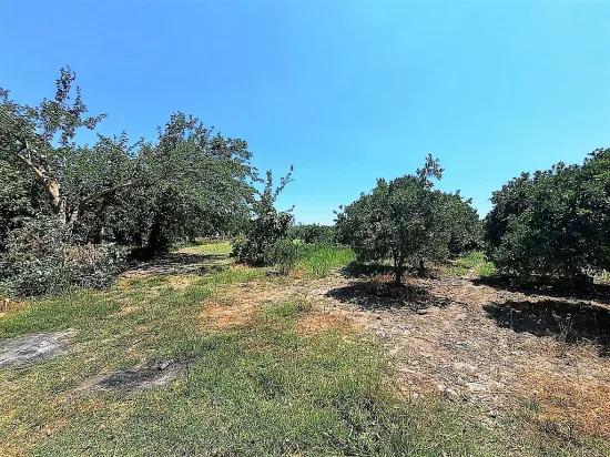 In Köyceğiz, Near Göle, Detached Titled 2.650 M2 Citrus Garden For Sale, Or Exchange Possible.