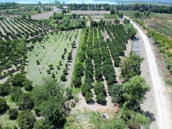 In Köyceğiz, Near Göle, Detached Titled 2.650 M2 Citrus Garden For Sale, Or Exchange Possible.