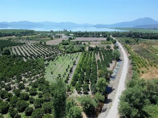 In Köyceğiz, Near Göle, Detached Titled 2.650 M2 Citrus Garden For Sale, Or Exchange Possible.