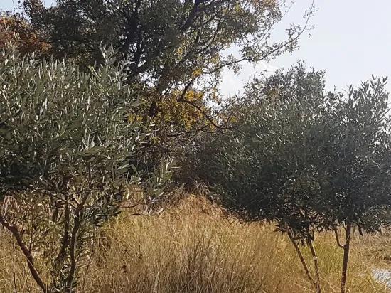 In Ortaca Fevziye partially sea view 7.600 m2 olive bargain land for sale