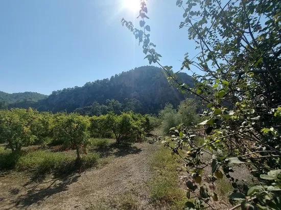 Muğla, In Dalyan, Mountain and Nature view 4 500 m2 Detached Pomegranate garden For sale