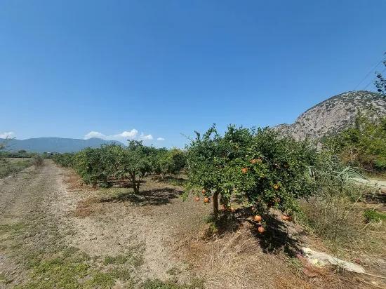 Muğla, In Dalyan, Mountain and Nature view 4 500 m2 Detached Pomegranate garden For sale