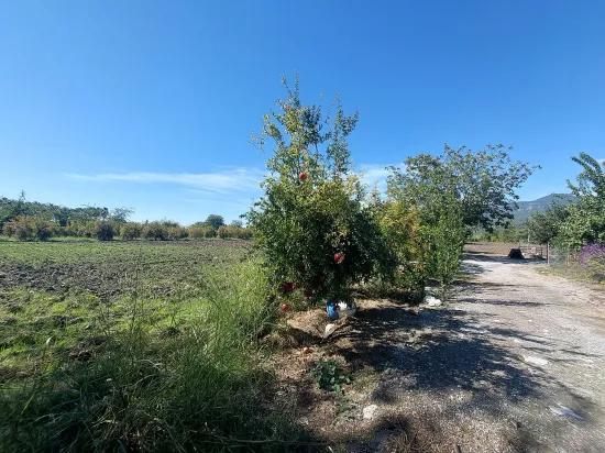 Detached Field Of 7 224 M2 For Sale In Dalyan, Muğla, Or Apartment Exchange Possible From Ortaca.