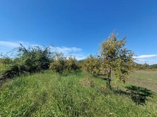 Detached Field Of 7 224 M2 For Sale In Dalyan, Muğla, Or Apartment Exchange Possible From Ortaca.