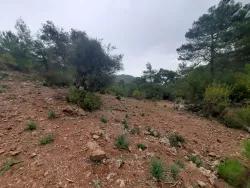 Terrain For Sale in Gökbel Nbh. Ortaca - Field Zoned - 24.000 m²