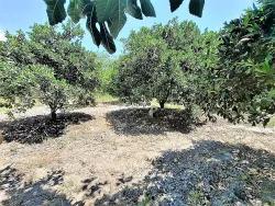 Field For Sale in Toparlar Nbh. Köyceğiz - Field Zoned - 2.650 m²