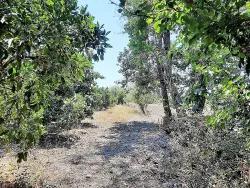 Field For Sale in Toparlar Nbh. Köyceğiz - Field Zoned - 2.650 m²