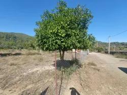 Terrain For sale in Çandır Nbh. Köyceğiz - Field Zoned - 1.000 m²