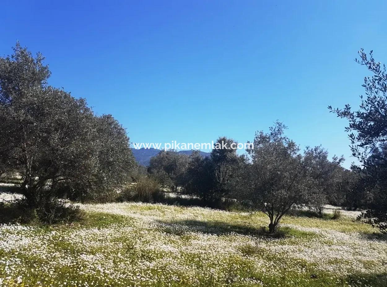 Land For Sale With Lake View In Köycegiz Zeytin Area