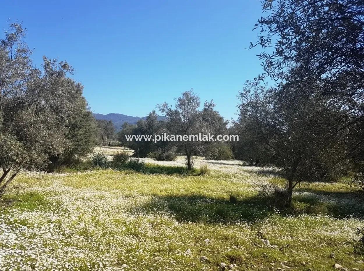 Land For Sale With Lake View In Köycegiz Zeytin Area