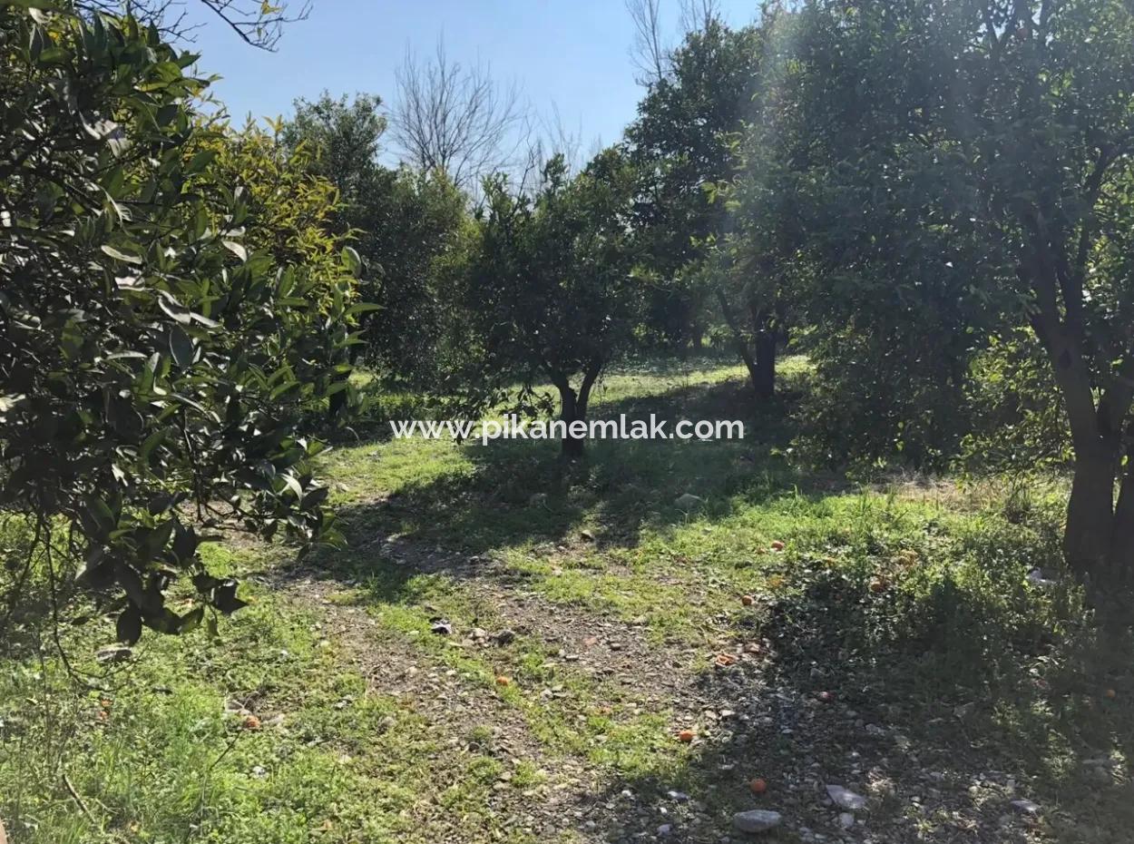 Land And Old Village House For Sale In Köyceeğiz Fire