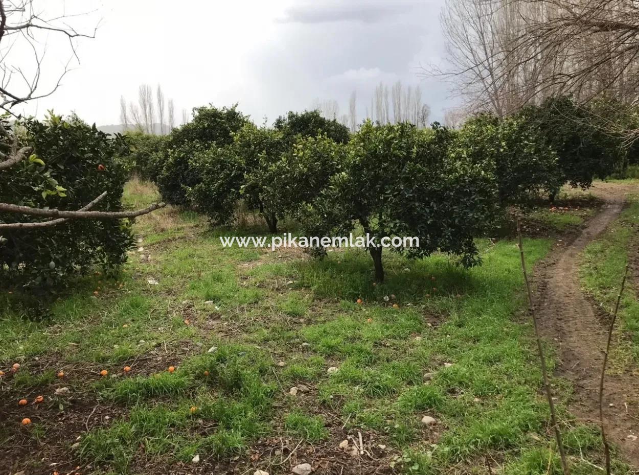 Beyoba 19570 M2 Of Fertile Land For Sale In Koycegiz