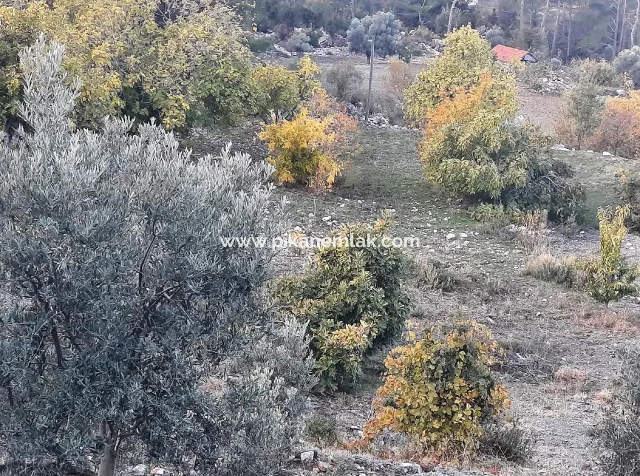 Mugla Dalaman Narli 1800 M2 Bargain Land For Sale