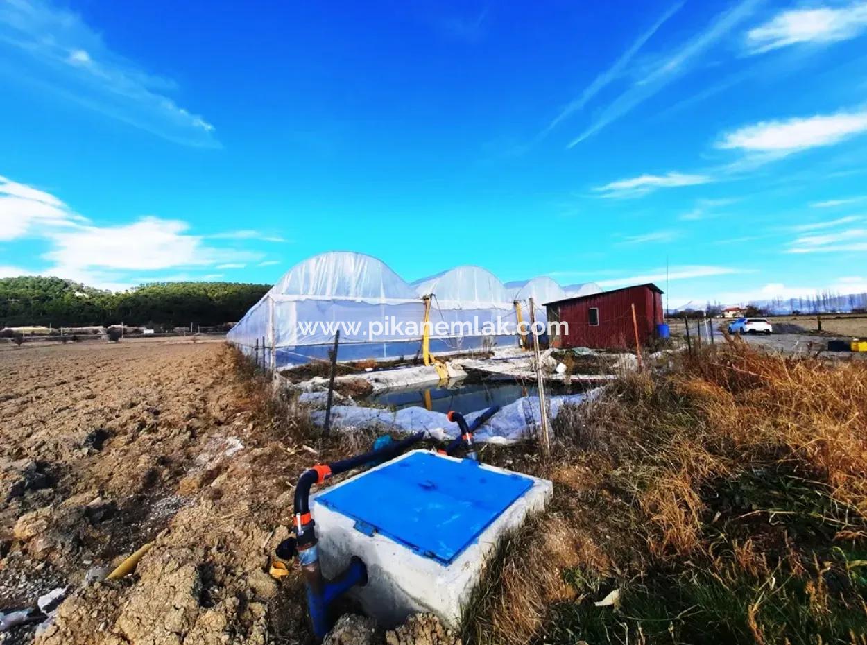 Denizli Çameli Yumrutaş Detached 4 000 M2 Greenhouse For Sale