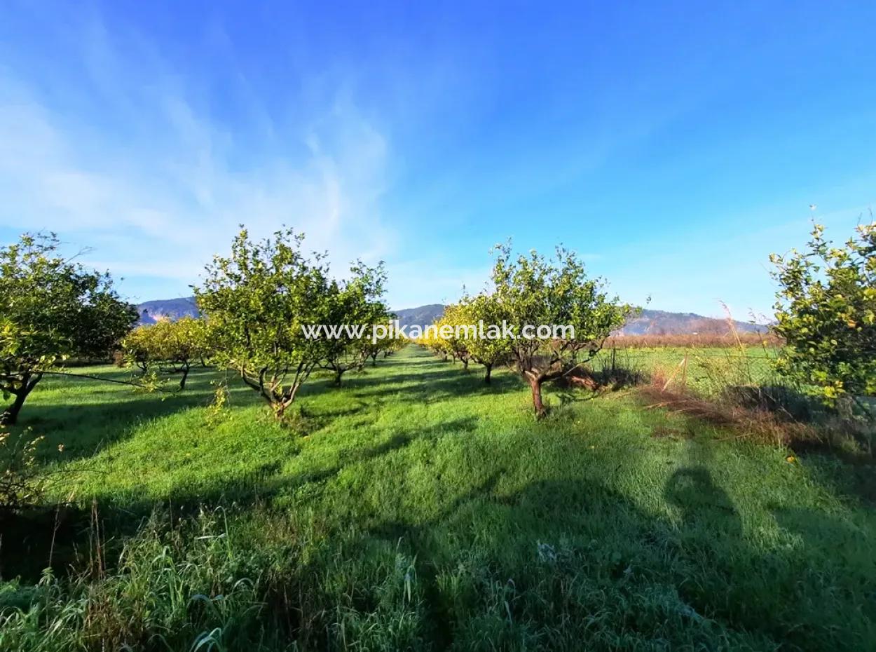 10 000 M2 Detached Lemon Garden For Sale In Ortaca Dalaklı