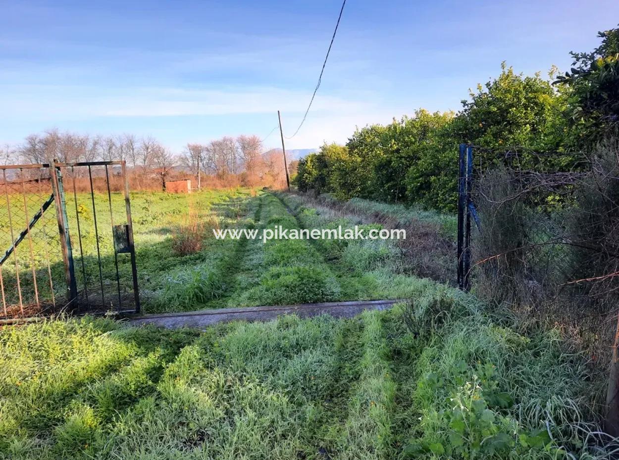 10 000 M2 Detached Lemon Garden For Sale In Ortaca Dalaklı