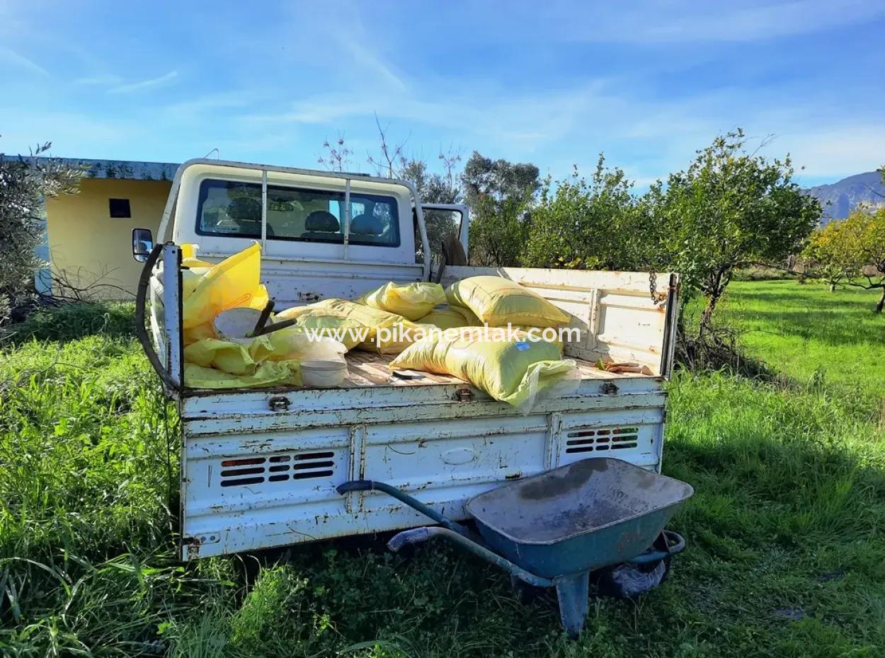10 000 M2 Detached Lemon Garden For Sale In Ortaca Dalaklı