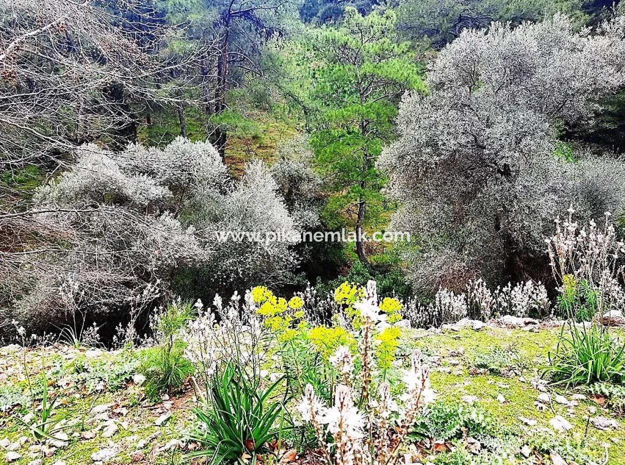 Dalyan Gökbel 13,100 M2 Field For Sale In Nature