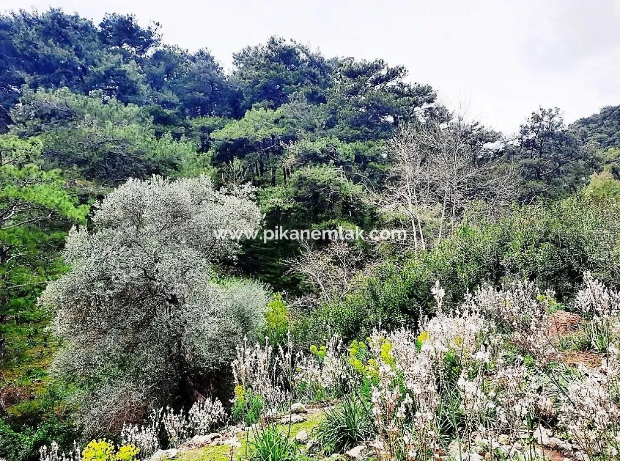 Dalyan Gökbel 13,100 M2 Field For Sale In Nature