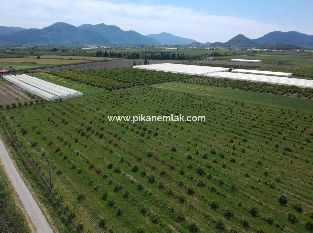 Oriya 26700 M2 Landscaped Garden Lemon Eskiköy Also For Sale