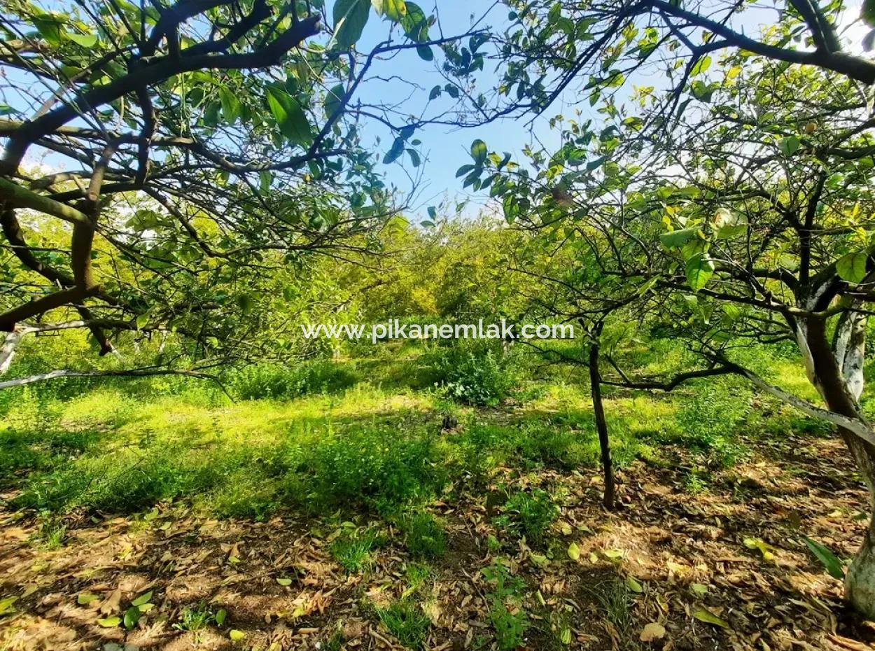 Ortaca Güzelyurt 1 500 M2 Land For Sale 250 M2 Construction Permit