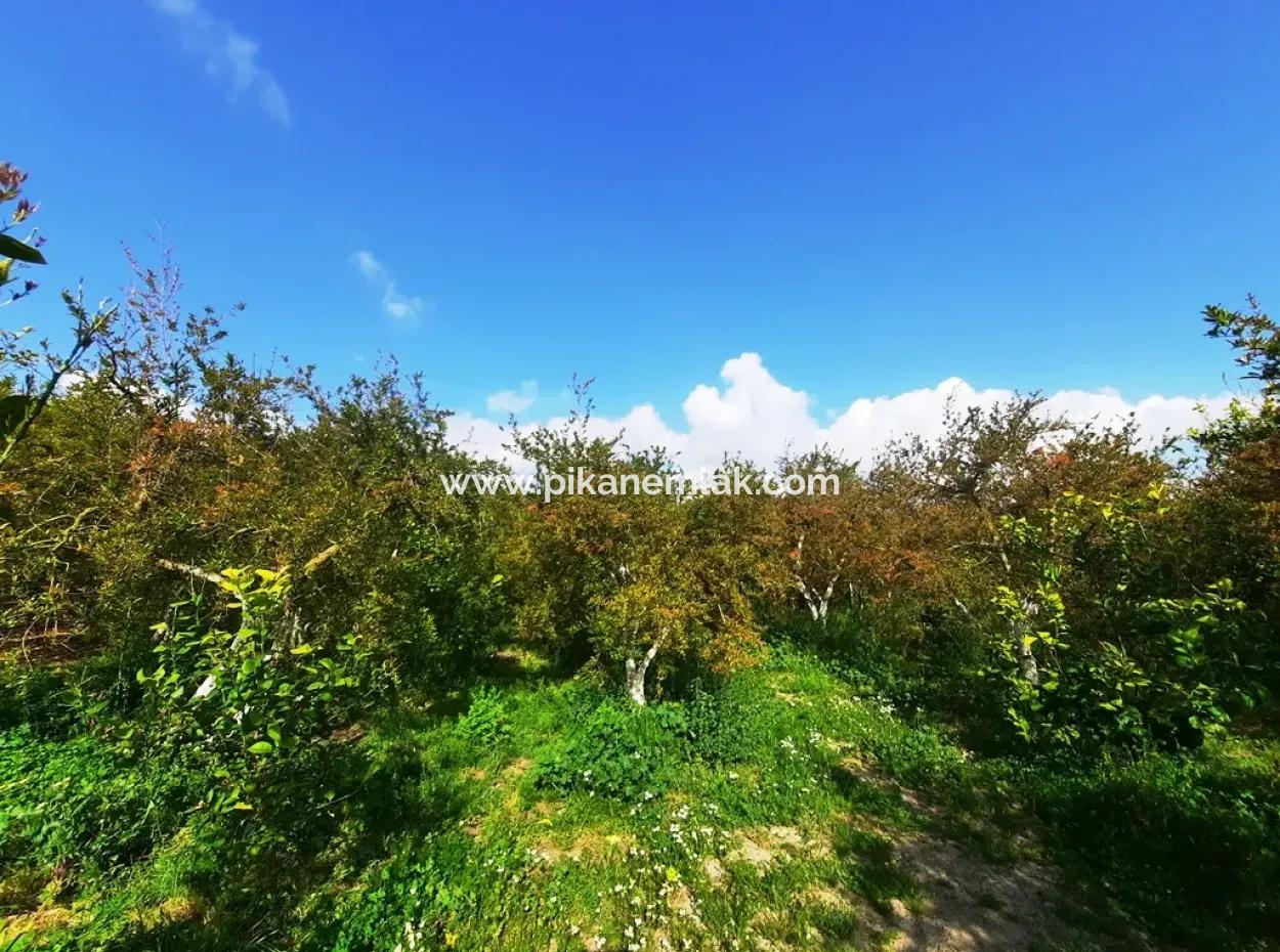 Ortaca Güzelyurt 1 500 M2 Land For Sale 250 M2 Construction Permit