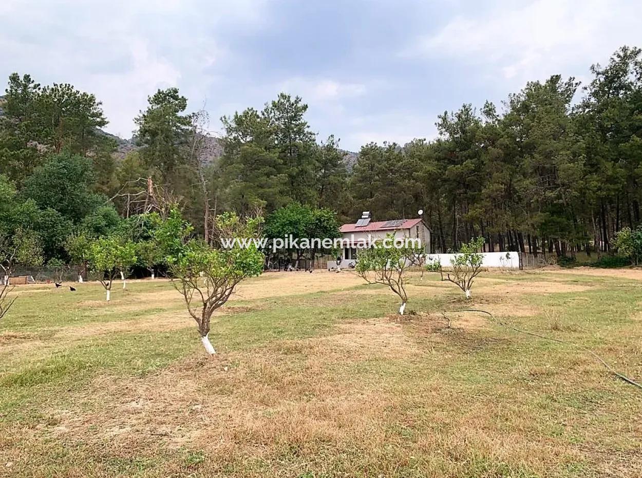 Tea Edge 10345 M2 Land And Detached House For Sale In Ortaca Çaylı Pine Forest
