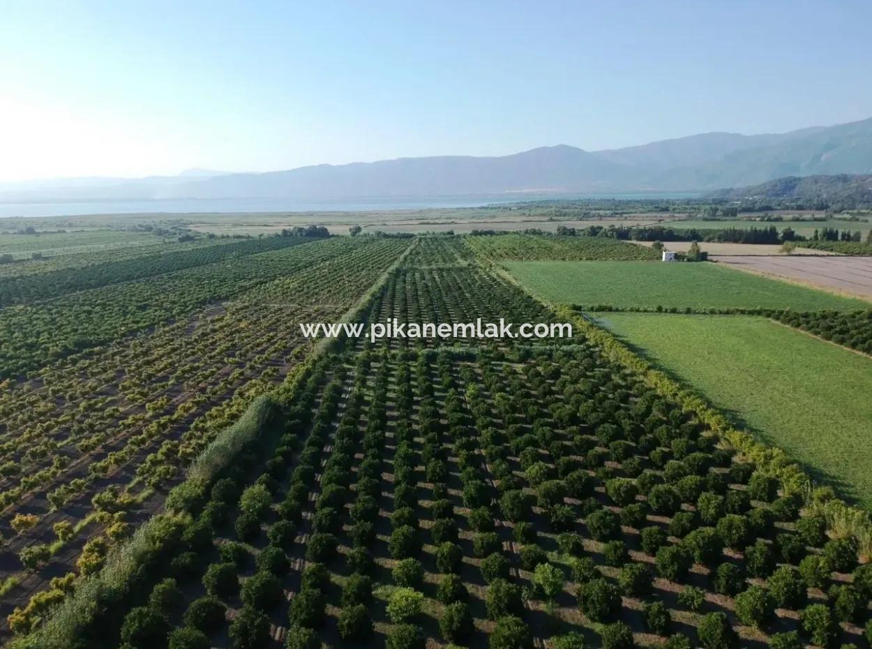 Oriya Tepearasi For Sale In Citrus Garden