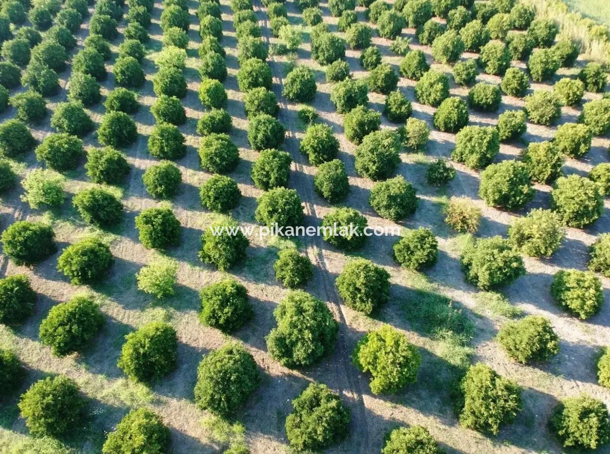 Oriya Tepearasi For Sale In Citrus Garden