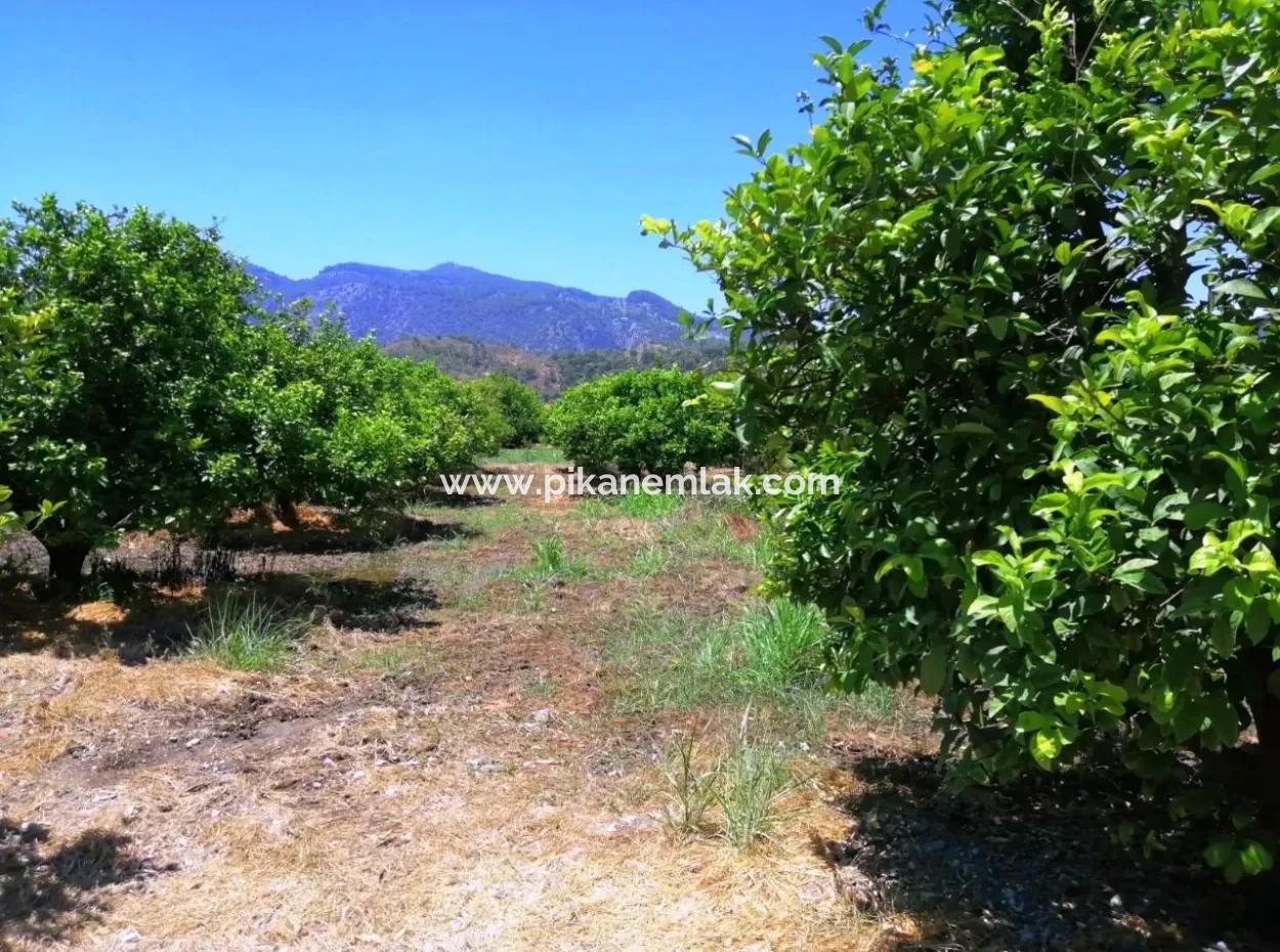 Lemon Garden For Sale Bargain Ortaca