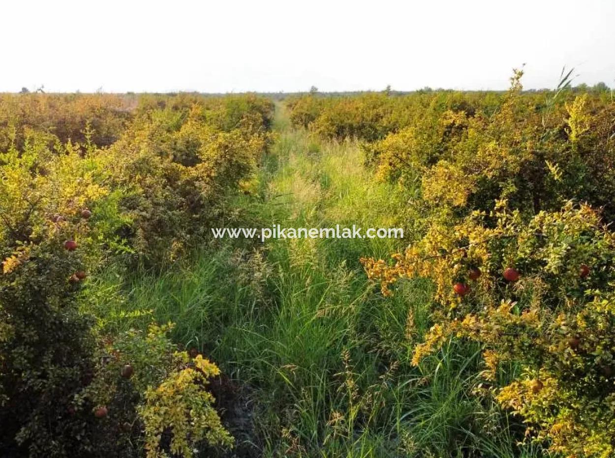 Mugla Ortaca Eskiköy 7767 M2 Pomegranate Garden For Sale
