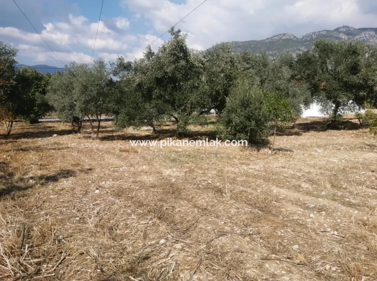 2 Detached Houses For Sale In 1992 M2 Plot Overlooking The Lake In Köyceğiz Zeytinalanı