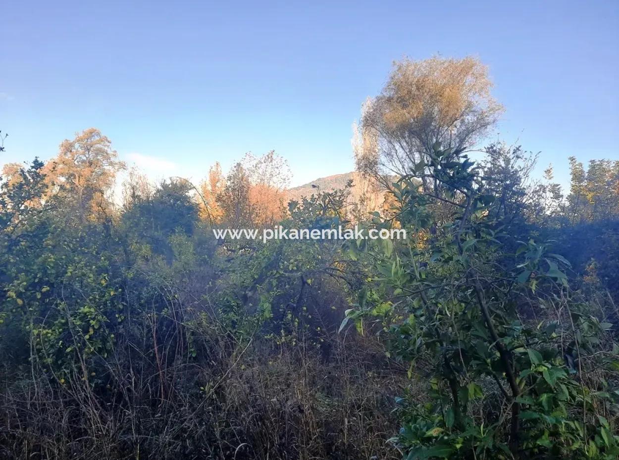 7320 M2 Bargain Lemon Garden For Sale In Ortaca Kemaliye