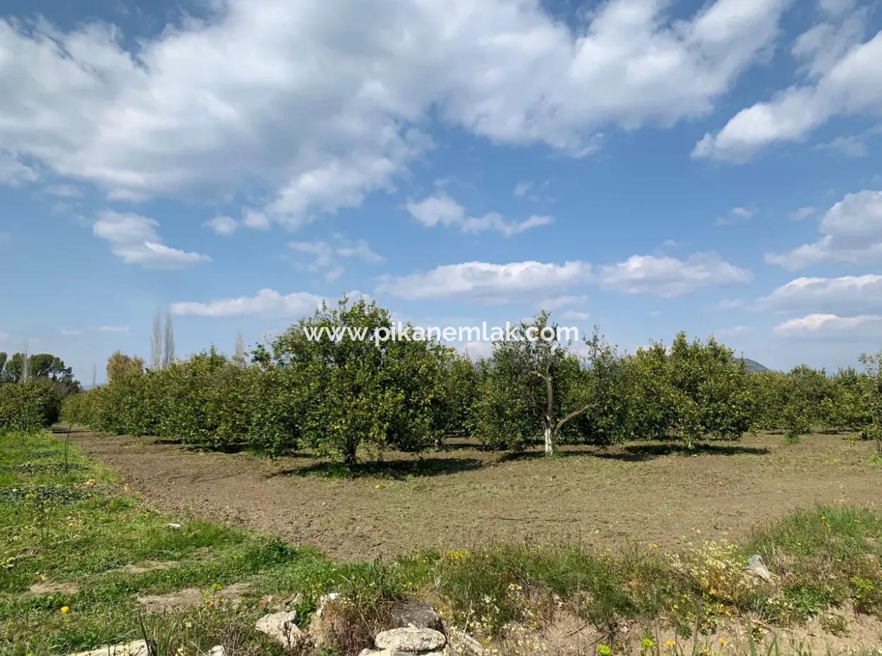 Mugla Dalyan Marmarlı 1500 M2 Land For Sale